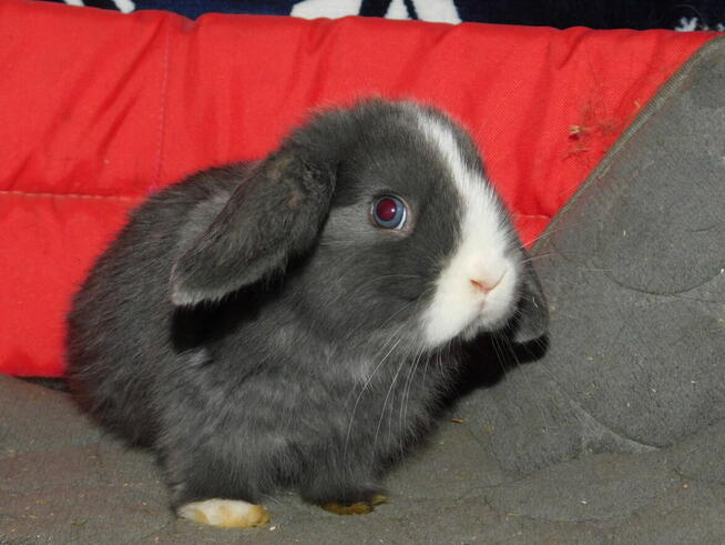 Samiczka niebiesko- biała baranek mini lop