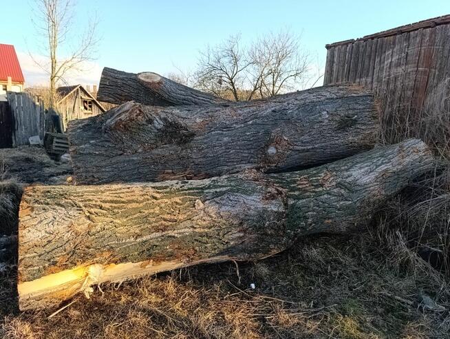 Topola czarna (Italica) na sprzedaż - Topoľ Čierny (Italica)