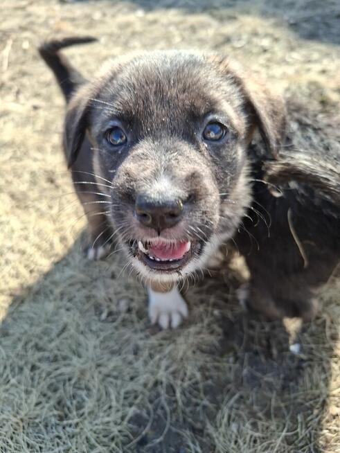 Oddam szczeniaczki za darmo