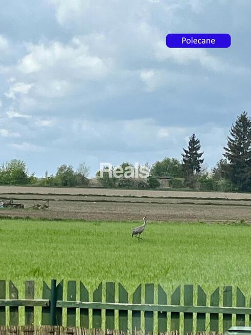 Działka Złotopolice