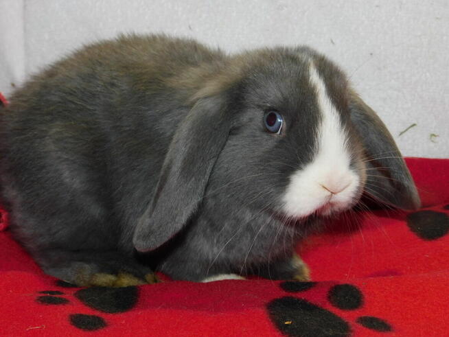 Samiczka niebiesko- biała baranek mini lop