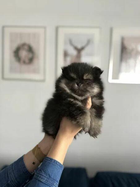 Szpic miniarurowy pomeranian słodki piesek xs malutki black