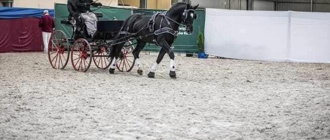 Bryczka Speider Exclusiv