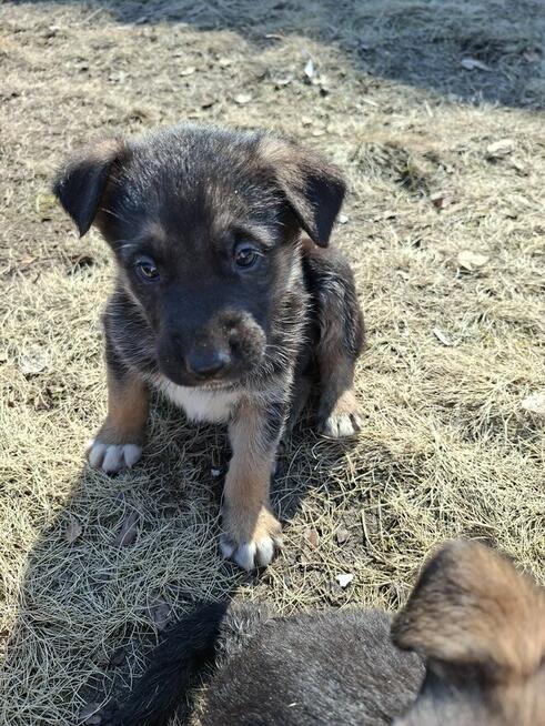 Oddam szczeniaczki za darmo