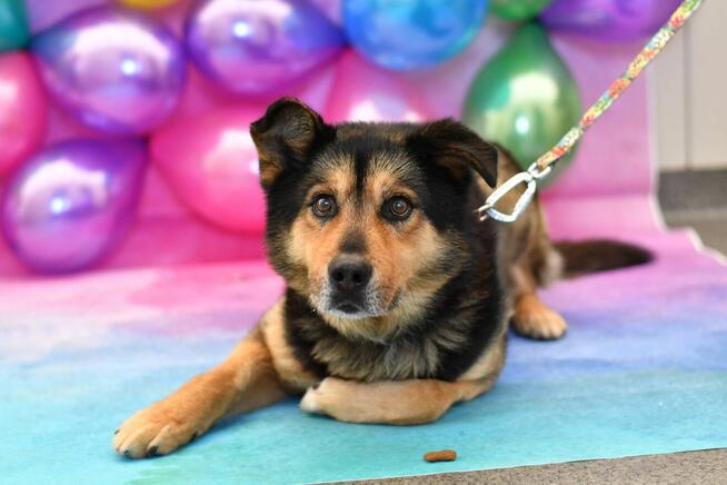 Diego w typie owczarka szuka aktywnego domku!