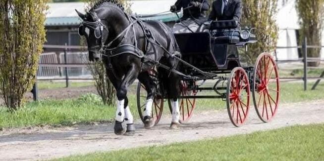 Bryczka Speider Exclusiv