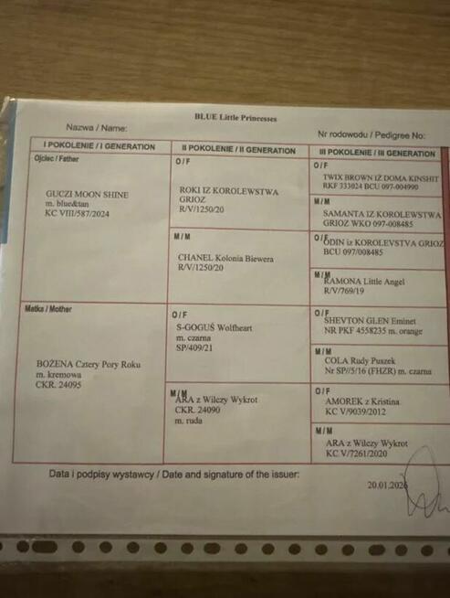 Szpic miniarurowy pomeranian słodki piesek xs malutki black