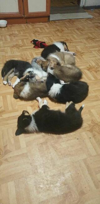 Szczenieta Owczarek Szkocki - Lessie