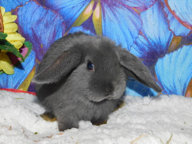 Bardzo ładne baranki mini lop niebieskie
