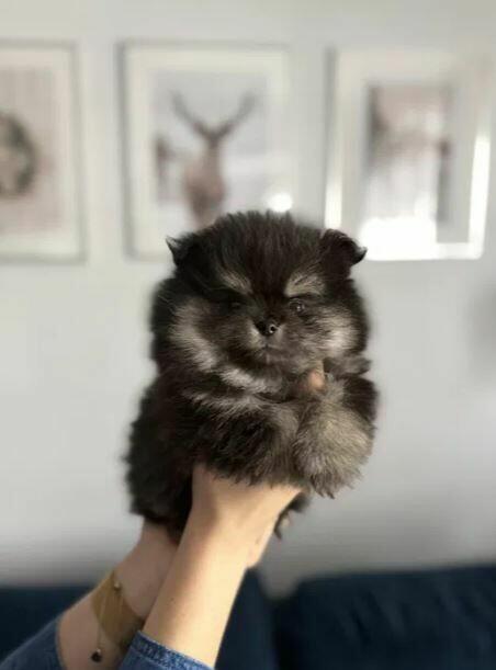 Szpic miniarurowy pomeranian słodki piesek xs malutki black