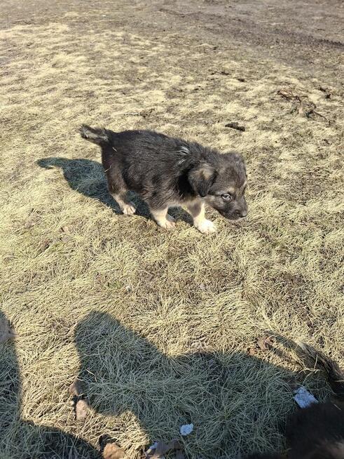 Oddam szczeniaczki za darmo