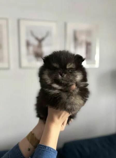 Szpic miniarurowy pomeranian słodki piesek xs malutki black