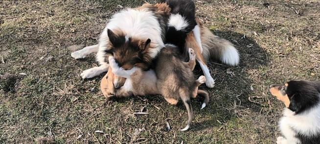 Szczenieta Owczarek Szkocki - Lessie