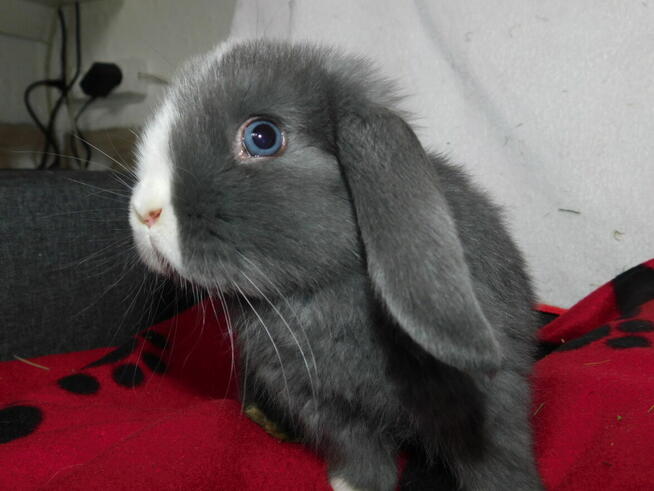 Samiczka niebiesko- biała baranek mini lop