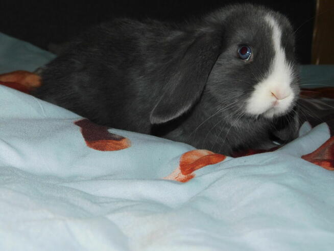 Samiczka niebiesko- biała baranek mini lop