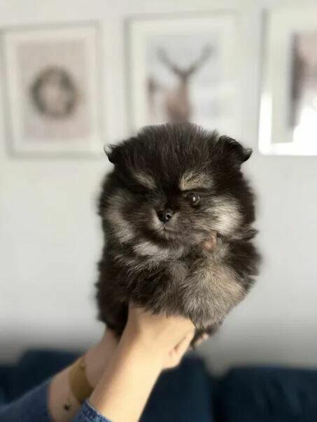 Szpic miniarurowy pomeranian słodki piesek xs malutki black