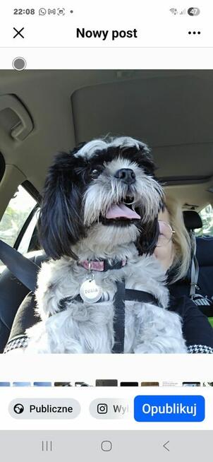 Opieka domowa pieskow- petsitter