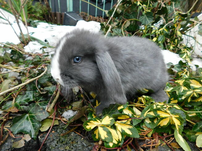 Samiczka niebiesko- biała baranek mini lop