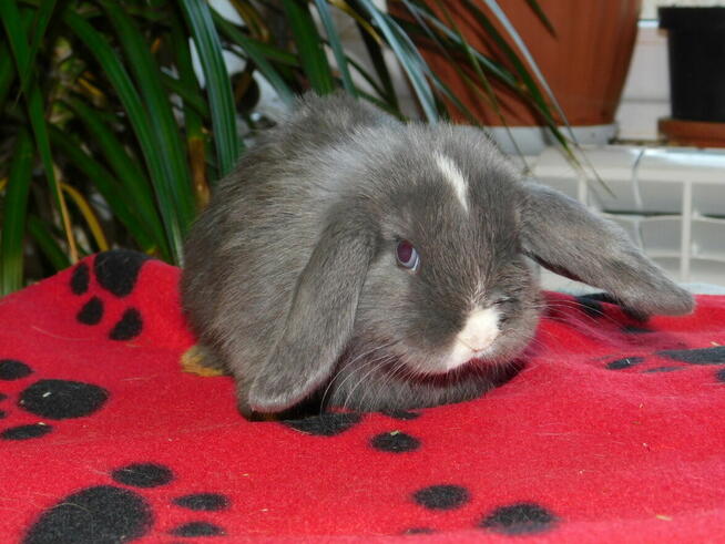 Bardzo ładne baranki mini lop niebieskie