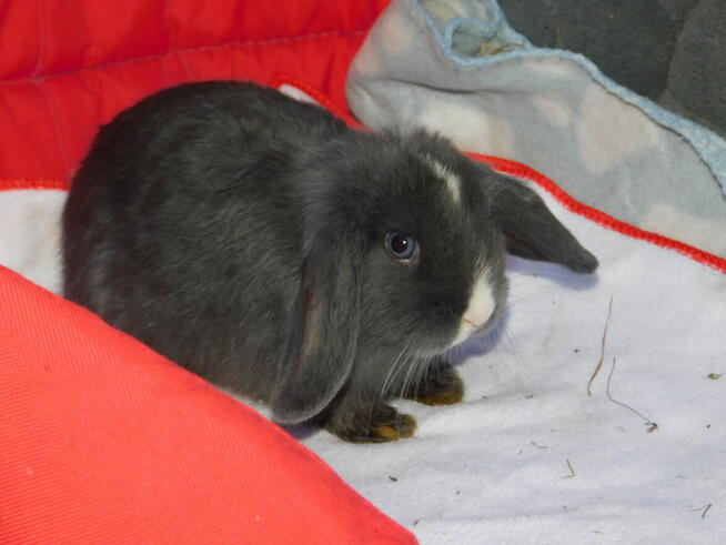 Bardzo ładne baranki mini lop niebieskie