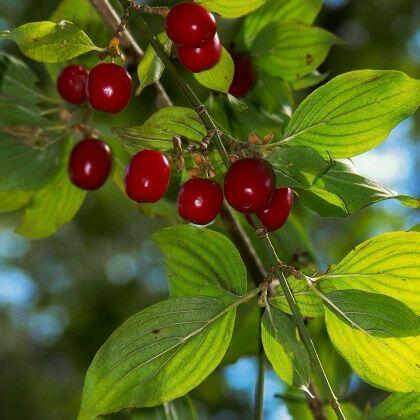 Dereń RACIBORSKI polska odmiana duże czerwone owoce mrozood