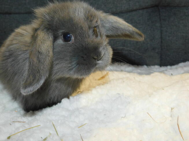 Bardzo ładne baranki mini lop niebieskie