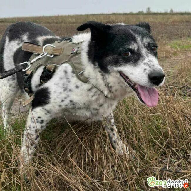 LIPKA - super wesoła, kochana sunia do adopcji