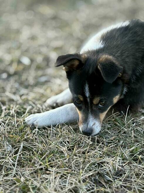 Młoda cudowna porzucona sunia czeka na kochający dom