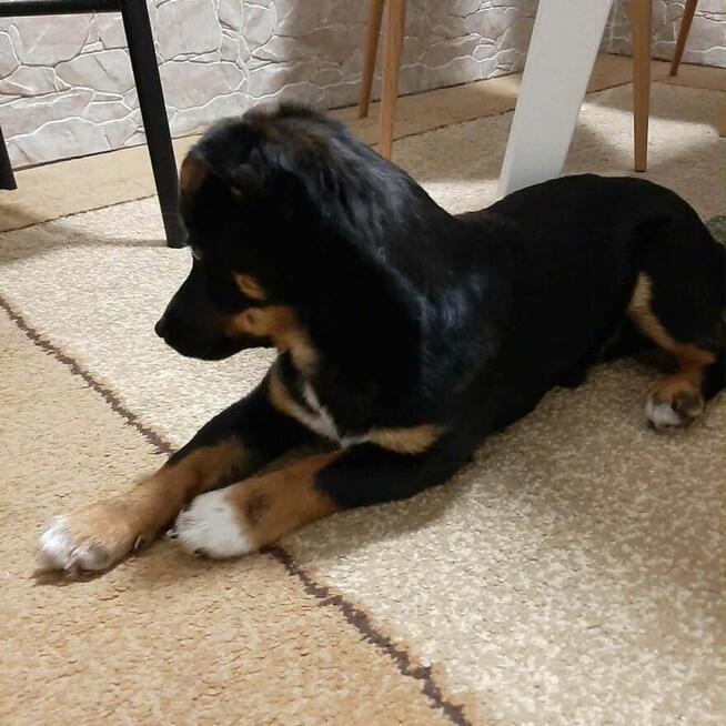 Pyza-niewielka 6 miesięczna suczka/ szczeniak czeka na dom