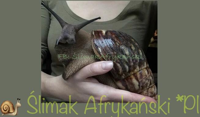 XXXL ️Ślimaki Afrykańskie •Lissachatina Achatina fulic. Wwa