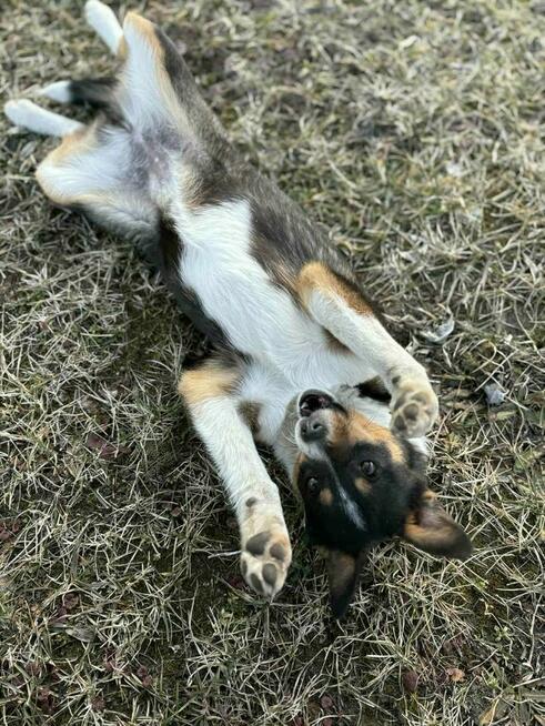Młoda cudowna porzucona sunia czeka na kochający dom