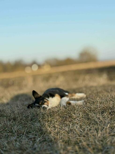 Młoda cudowna porzucona sunia czeka na kochający dom