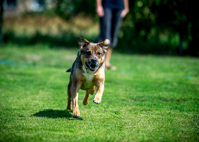 Toro – gotowy cieszyć się każdą chwilą