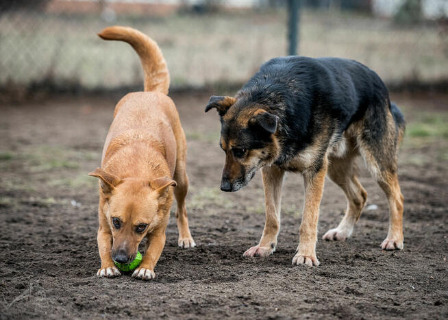 Leo – wierny przyjaciel na wspólne lata