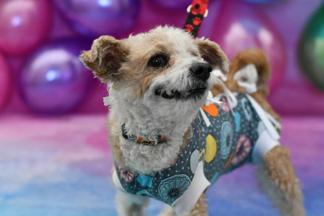 Urocza Lori czy skradnie serce Ci?