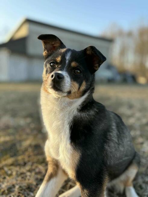 Młoda cudowna porzucona sunia czeka na kochający dom