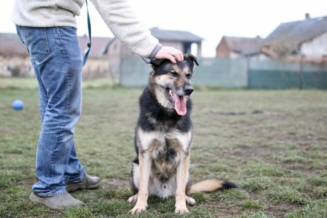 Leo – wierny przyjaciel na wspólne lata