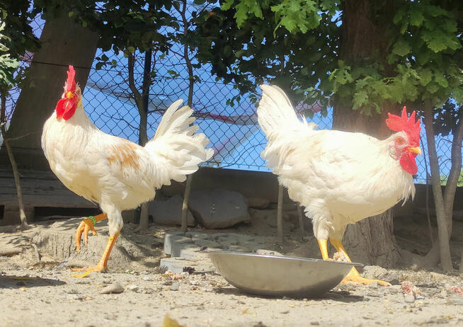 Kurczęta - Kurka Włoszka - Czystej Krwi - Różnobarwne Kury