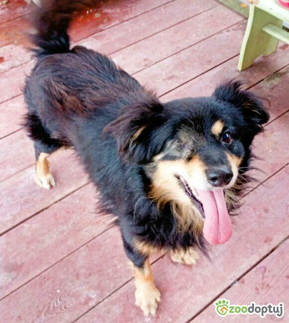 KRUCZEK - porzucony, niechciany psiak błaga o najlepszy dom