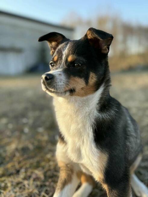Młoda cudowna porzucona sunia czeka na kochający dom