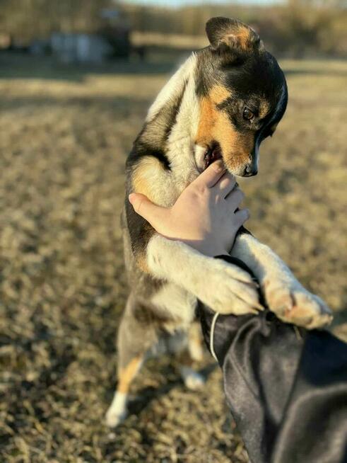 Młoda cudowna porzucona sunia czeka na kochający dom