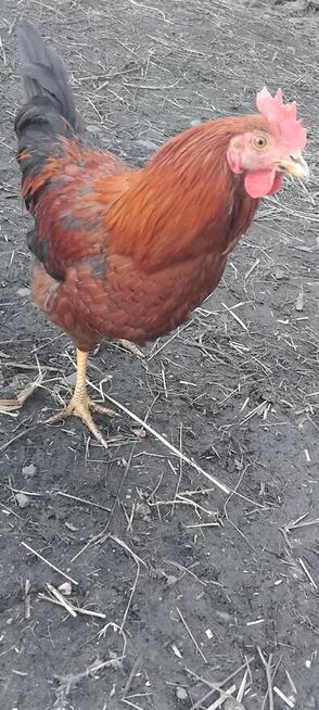 Młode Koguty i Koguty Perliczki na Sprzedaż