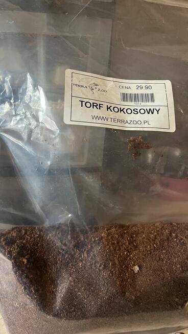 XXXL ️Ślimaki Afrykańskie •Lissachatina Achatina fulic. Wwa