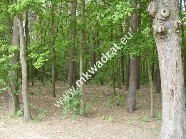 ⭐⭐⭐⭐Wyjątkowa piękna działka leśna z pr. zabud⭐⭐⭐⭐