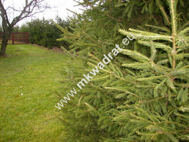 Dom z możliwością funkcji usługowo-produkcyjnej.