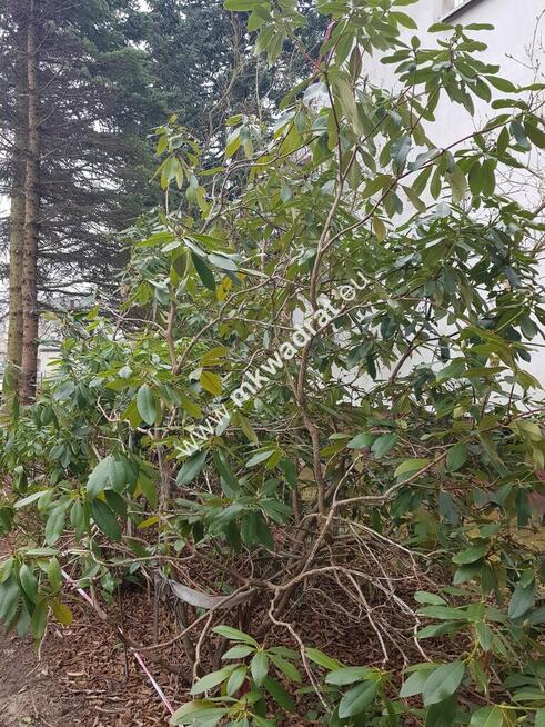 ⭐⭐⭐⭐ Blisko WKD na dom 2 lokal Media 1600m2 ⭐⭐⭐⭐