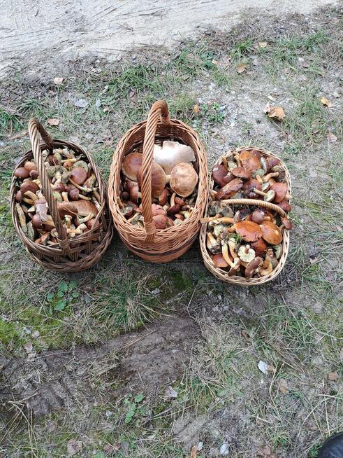 Działka budowlana w pięknym krajobrazie przyrody