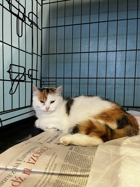 Puszysta kicia prosi o bezpieczny kąt