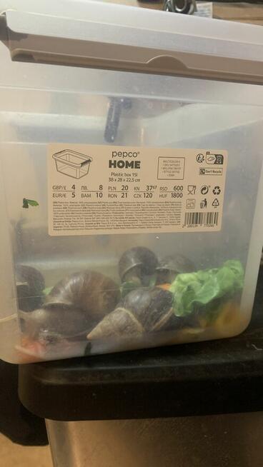 XXXL ️Ślimaki Afrykańskie •Lissachatina Achatina fulic. Wwa