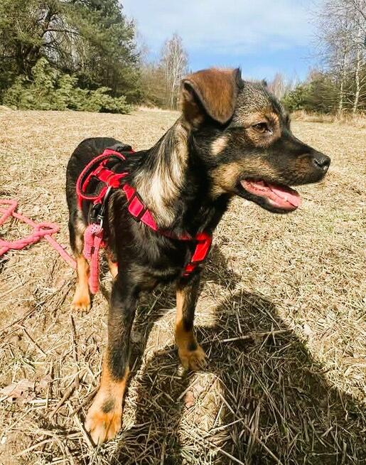 BOLUŚ - skrzywdzone psie dziecko szuka domu